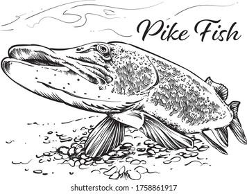 Vector illustration of pike fish 