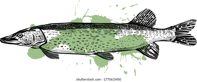 the vector illustration of the pike fish