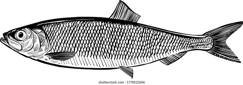 The vector illustration of the pilchard fish