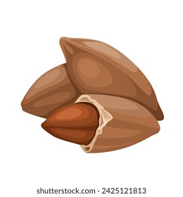 Vector illustration, pili nuts, scientific name Canarium ovatum, isolated on white background.