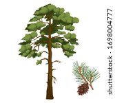 Vector illustration of pine and cone with branch isolated on  white background