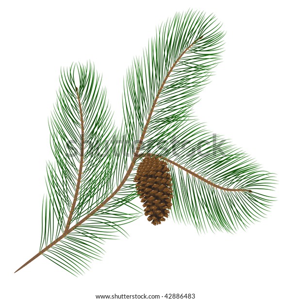 Pine Branches with Green Needles Stock Vector - Illustration of