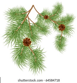 Vector illustration of pine cones with pine needles