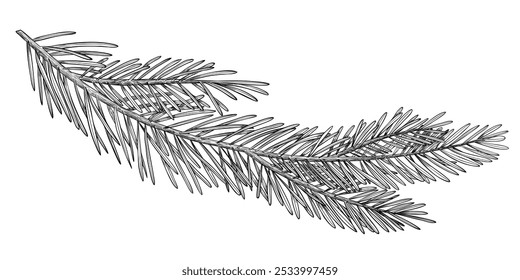 Vector illustration of Pine or Fir branches. Outline Drawing with Christmas tree on isolated background for New Year greeting cards or holiday invitations. Black line art of Coniferous twigs for Xmas.