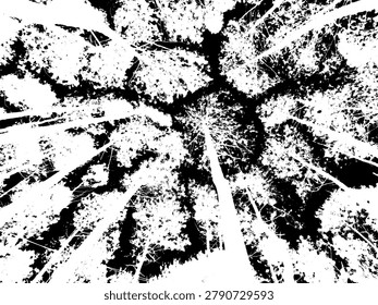 Vector illustration of pine forest canopy looking up from below. High contrast black and white conifer trees silhouette graphic design for nature background with crown shyness pattern.