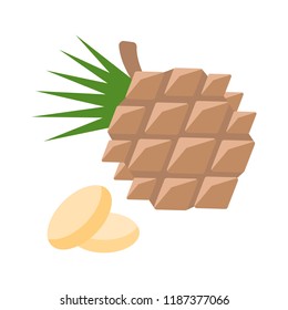 Vector Illustration of Pine Nuts. Simple flat icon of nut on a white background.
