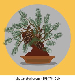 Vector illustration of a pine tree bonsai plant and its fruit.