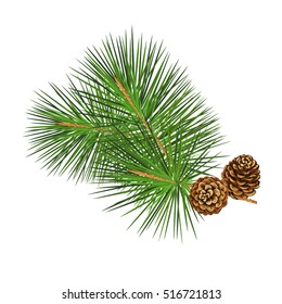 Vector illustration. Pine tree branch. New Year decor. Winter holidays design elements.Pine cone. 