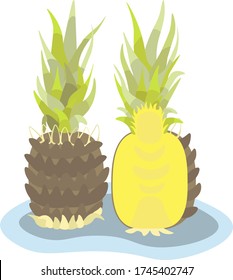  vector illustration of a pineapple
