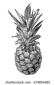 Vector illustration of pineapple.