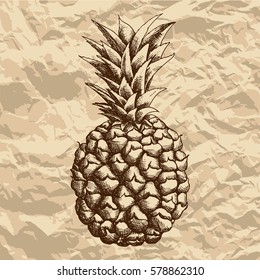 vector illustration of pineapple ananas hand drawn sketch for art print, poster or card