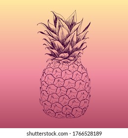 Vector illustration of pineapple. Drawn by hand. Creates a summer tropical mood.