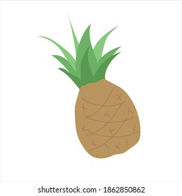 Vector illustration. Pineapple fruit color illustration on a white background.