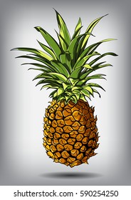 Vector illustration of a pineapple isolated on a white background