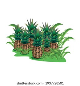 Vector illustration of pineapple meadow isolated on white background. Delicious fruit for advertising or card in cartoon style.