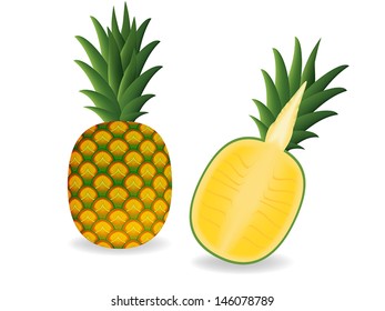 vector illustration .  pineapple on white background