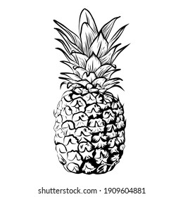 Vector illustration of a pineapple. Vintage style hand drawn, sketch.