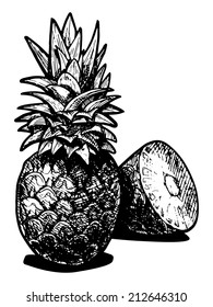 Vector  illustration of a pineapples  stylized as engraving. 