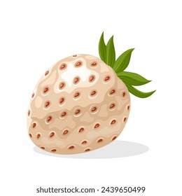 Vector illustration, Pineberry or white strawberry, isolated on white.