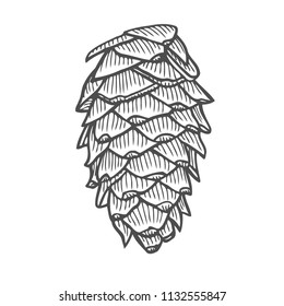 Vector illustration of pinecone wood nature. Hand drawn sketch
