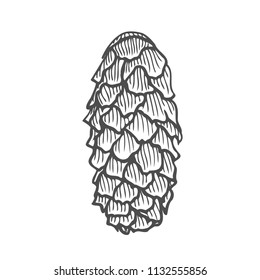 Vector illustration of pinecone wood nature. Hand drawn sketch