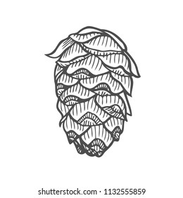 Vector illustration of pinecone wood nature. Hand drawn sketch