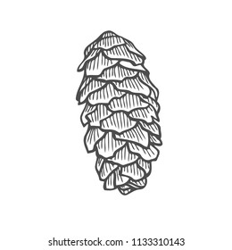 Vector illustration of pinecone wood nature. Hand drawn sketch