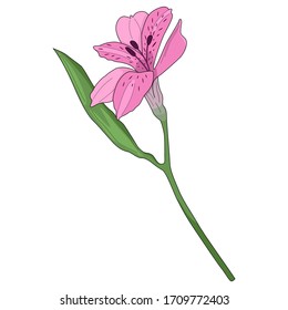 Vector illustration of pink alstroemeria flower isolated on white background