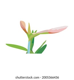 Vector illustration of the Pink Amarilis Flowers buds isolated on white background for design, Hand drawn cute exotic floliage doodle style for screen printing.