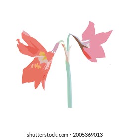 Vector illustration of the Pink Amarilis Flowers isolated on white background for design, Hand drawn cute exotic floliage doodle style for screen printing.