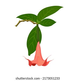 Vector illustration of pink angel trumpet flower on white background