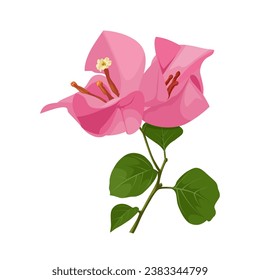 Vector illustration, pink bougainvillea flower, isolated on white background.