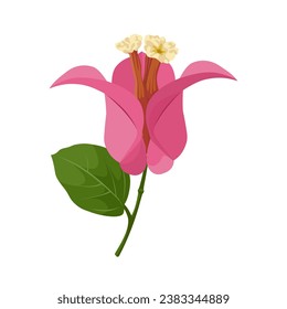 Vector illustration, pink bougainvillea flower, isolated on white background. svg