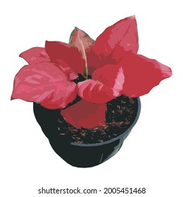 Vector illustration of the Pink Catrina plant of the aglonema type in pot on white background. Basic Image of house plants.