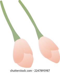 Vector illustration of pink cherry blossom buds