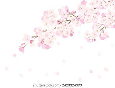 Vector Illustration of Pink Cherry blossom.