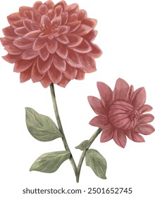 vector illustration of pink dahlia flower, beautiful floral on white