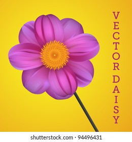 Vector illustration of a pink daisy flower