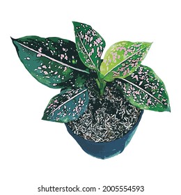 Vector illustration of the Pink Dalmation plant of the aglonema type in pot on white background. Basic Image of house plants.