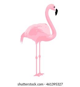 vector illustration pink flamingo. Exotic bird. Decorative cute flamingo