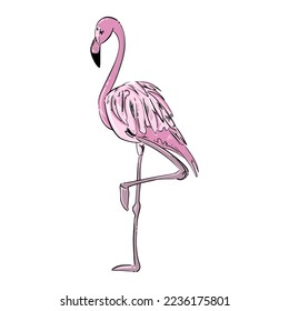 Ilustración vectorial de un flamingo rosa. dibujo manual