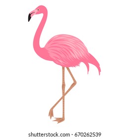 Vector illustration of pink flamingo. Isolated on the white background. Exotic tropical bird. 