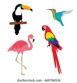 Vector illustration pink flamingo, macaw parrot, toucan and humming bird. Exotic bird set.