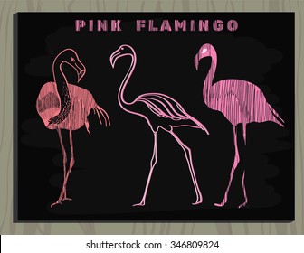 Vector illustration of pink flamingo on chalk board. Template for design, logo.