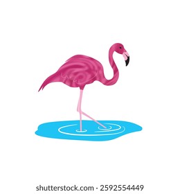 Vector illustration of a pink flamingo standing in water isolated on a whtie background