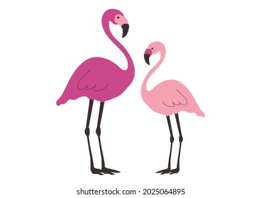 Vector illustration of pink flamingos on a white background.