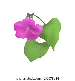 Vector Illustration of a pink flower
