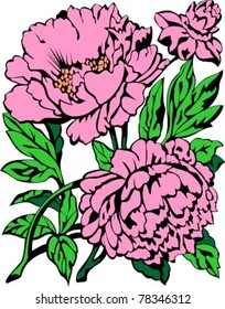 Vector illustration of pink flower - peony