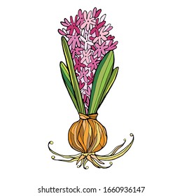 Vector illustration. Pink hyacinth. Isolated contour of the flower isolated on white background.