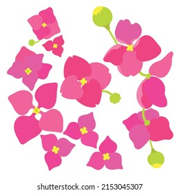 ilustración vectorial de la flor de horangeas rosa 	